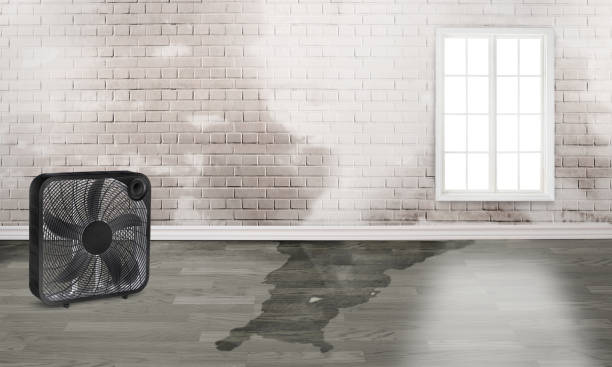 Best Water damage repair service  in Homer, IL