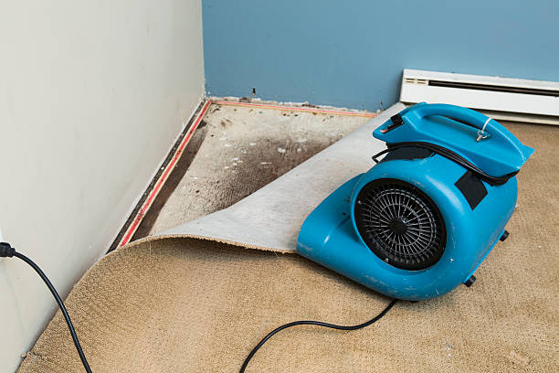 Best Water damage restoration near me  in Homer, IL